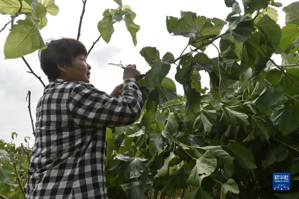 澳门威尔斯人网址